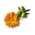 Organic Nipple Balm 40g