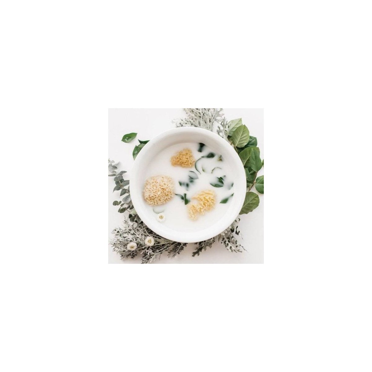 Natural Sea Sponge 4 - 4.5